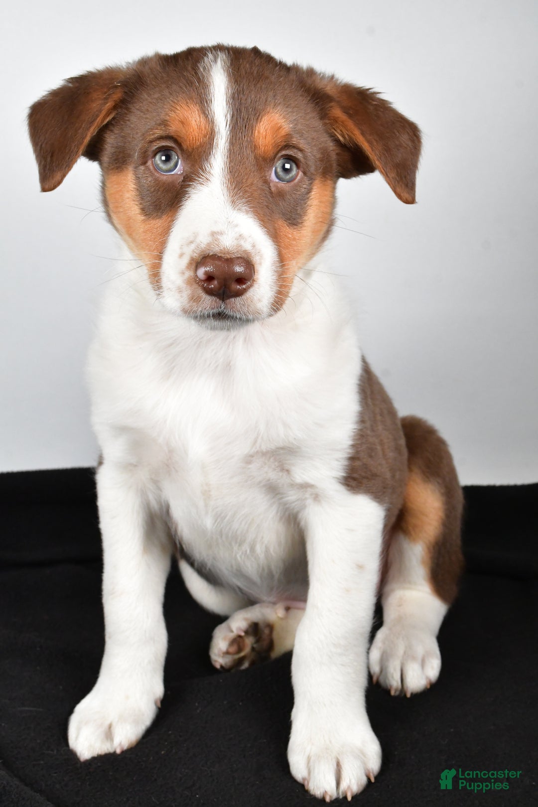 Mixed Breed dogs for sale: Kate - Ad 3