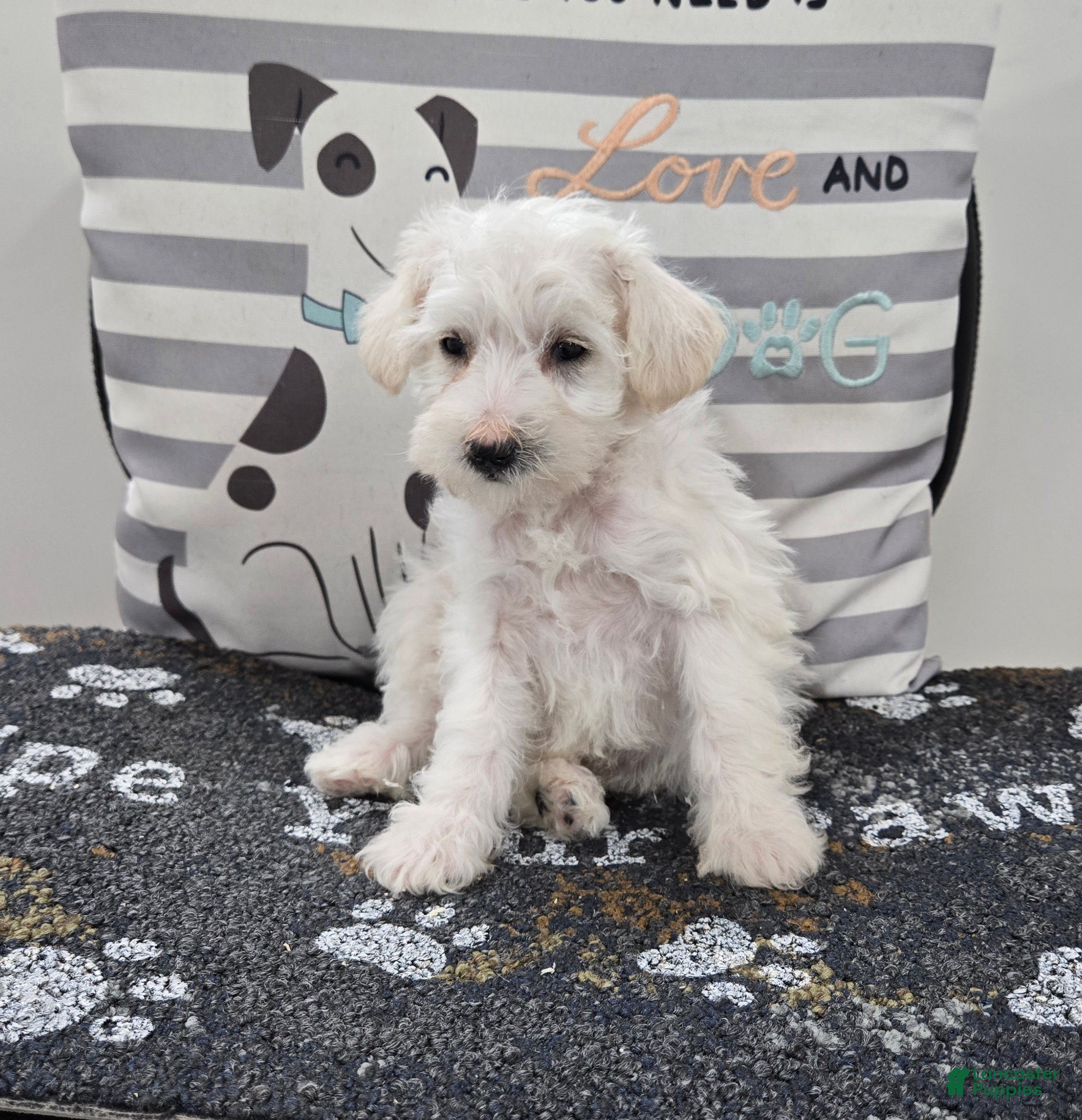 Schnoodle dogs Daisy - Ad 2