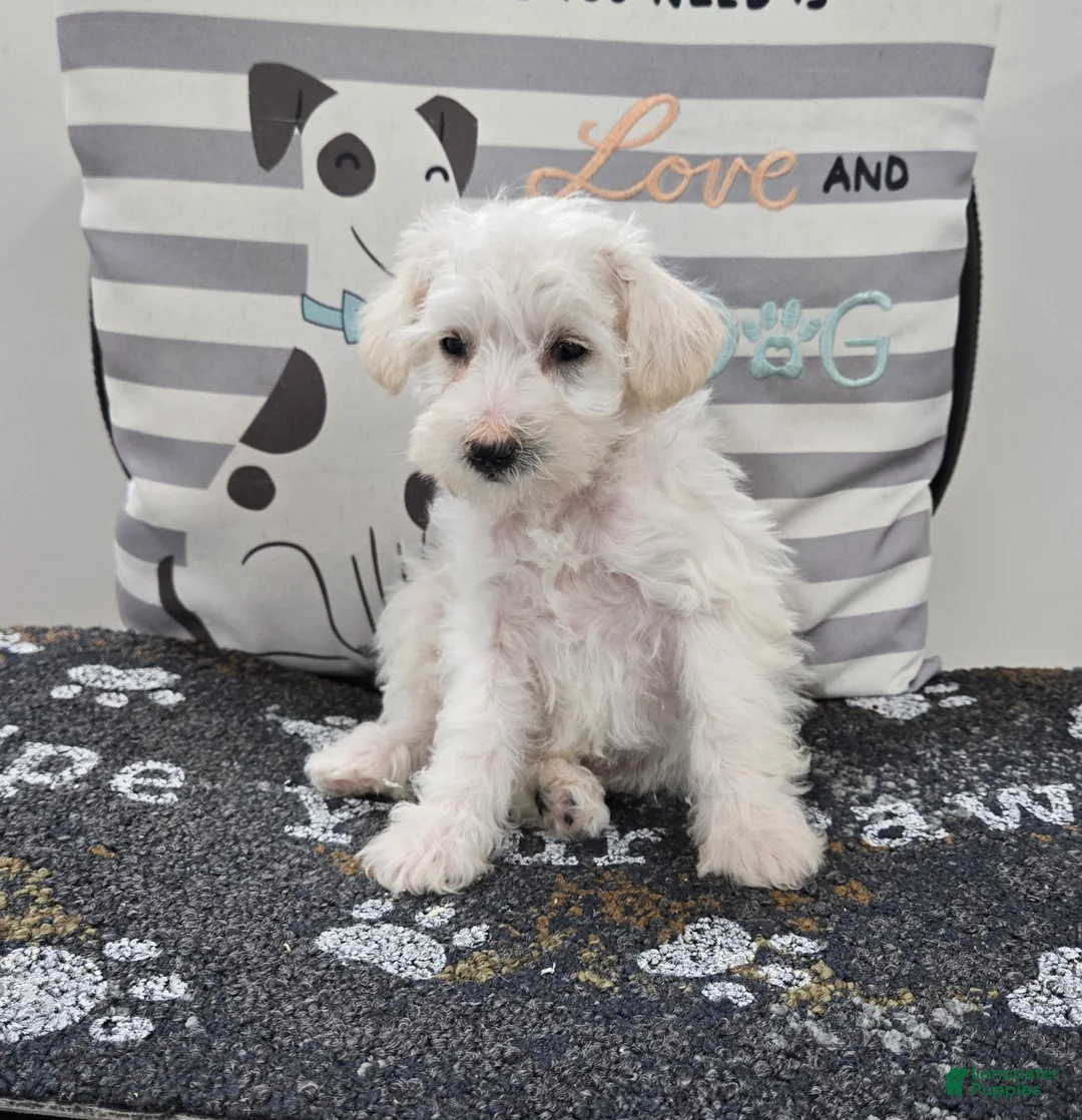 Schnoodle dogs for sale: Daisy - Ad 2