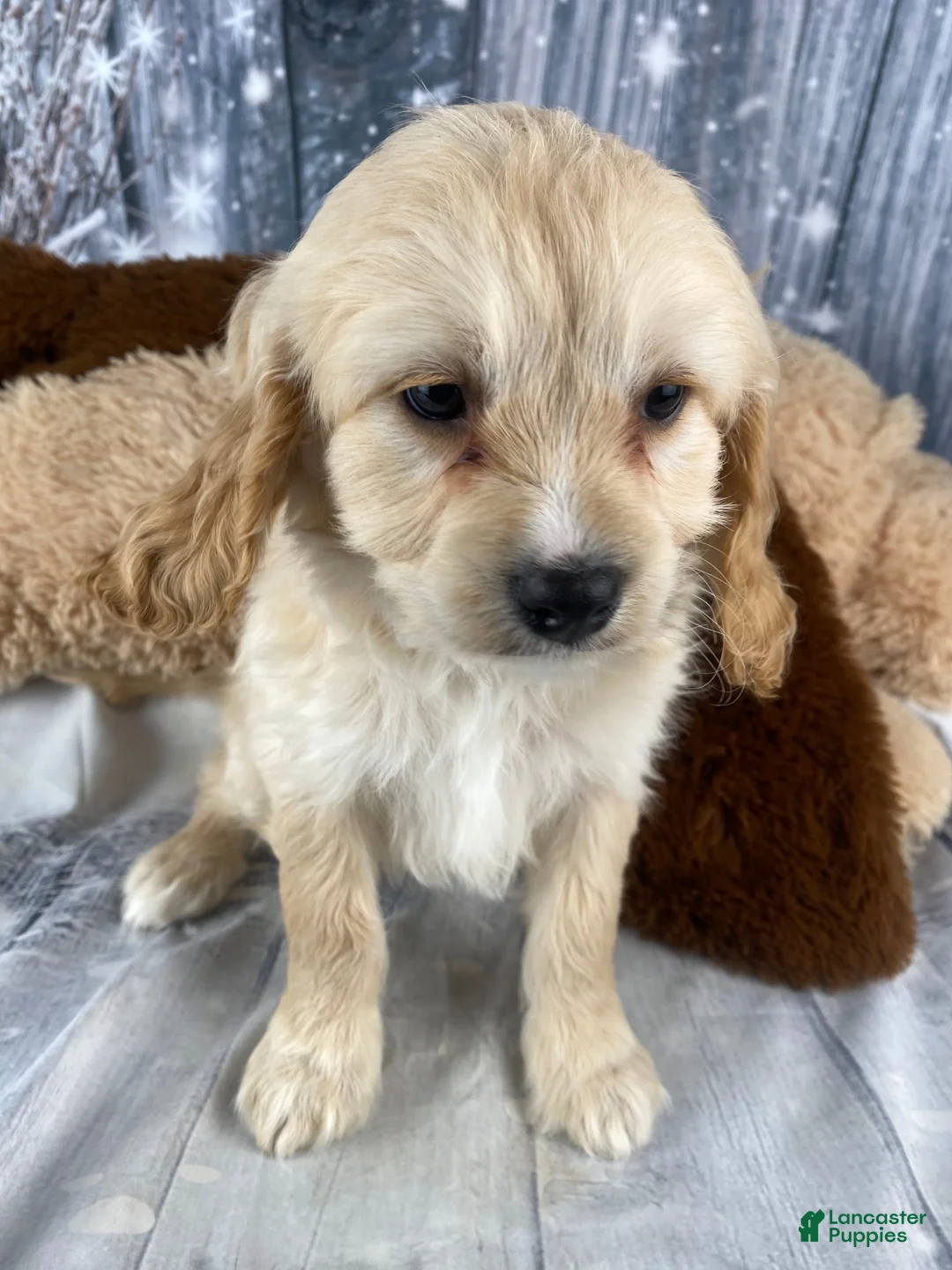 Cavapoo dogs for sale: Bonnie - Ad 5