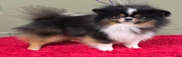 Pomeranian dogs for sale: Yvonne   - Ad 1