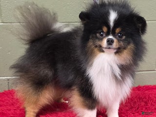 Pomeranian dogs Yvonne - Ad 14