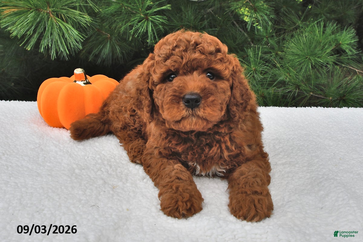 Mini Goldendoodle dogs Bentley - Ad 2