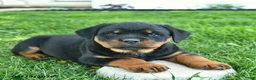 Rottweiler dogs for sale: Bonnie  - Ad 5