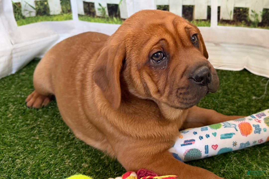 Mixed Breed dogs for sale: Mixed Breed Puppy 5 - Ad 7