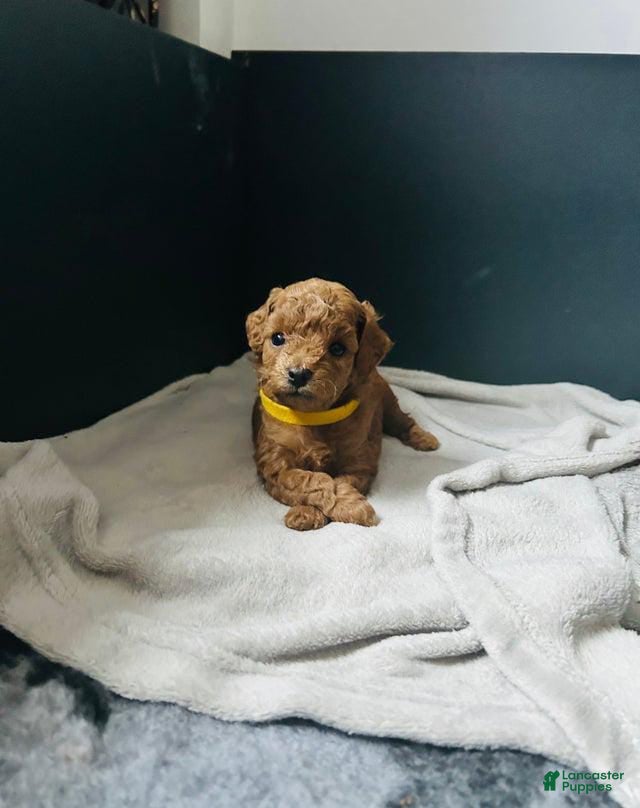 Toy Poodle dogs Sally - Ad 22