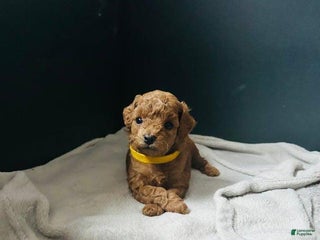 Toy Poodle dogs Sally - Ad 30