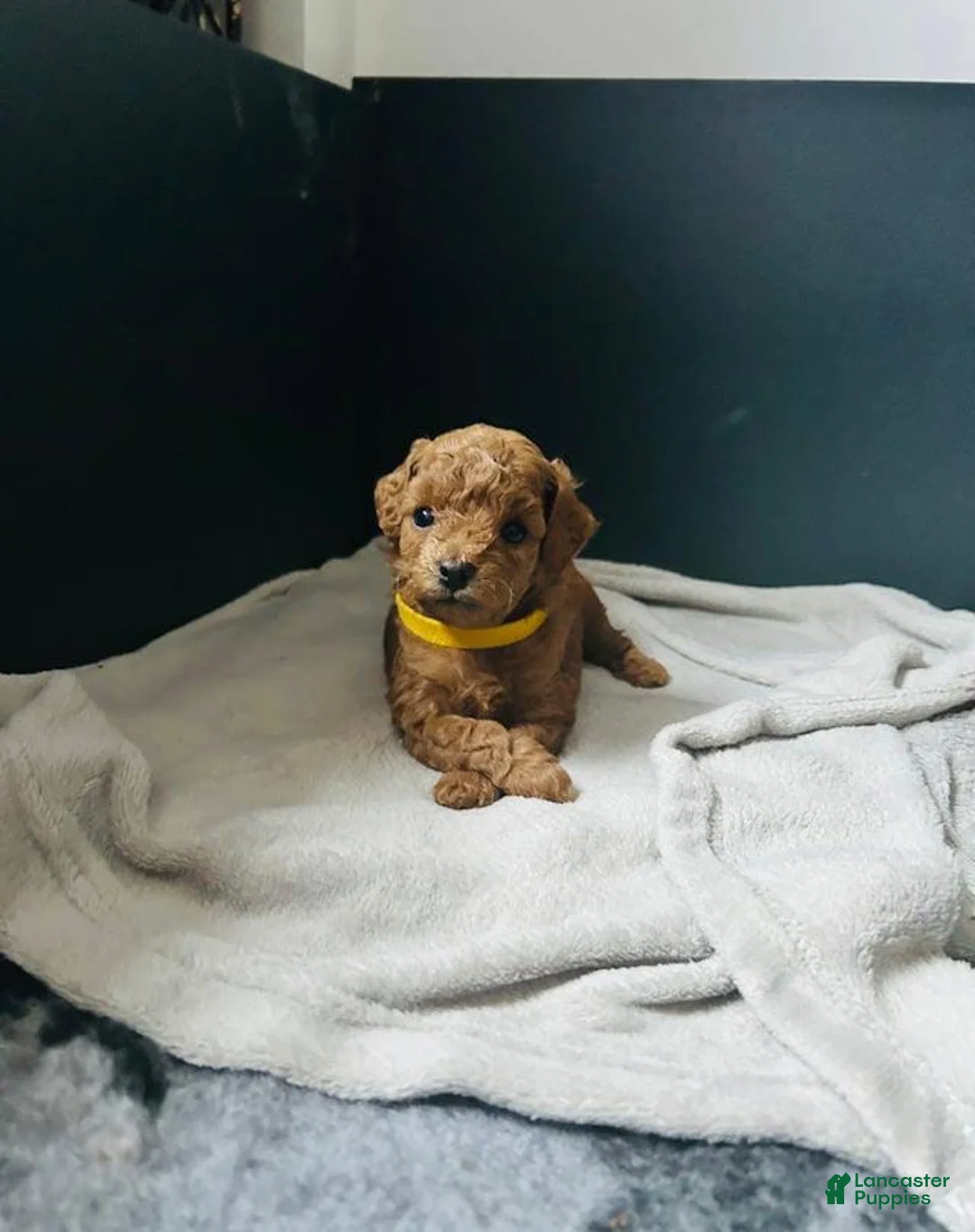 Toy Poodle dogs for sale: Sally - Ad 1