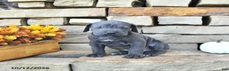 Cane Corso dogs for sale: Ace - Ad 1