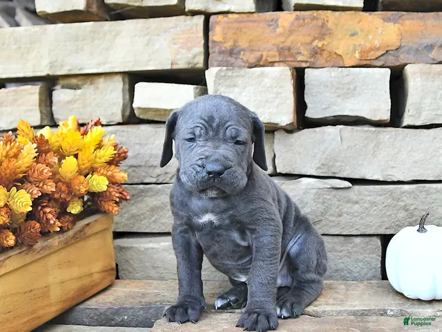 Cane Corso dogs for sale: Ace - Ad 1