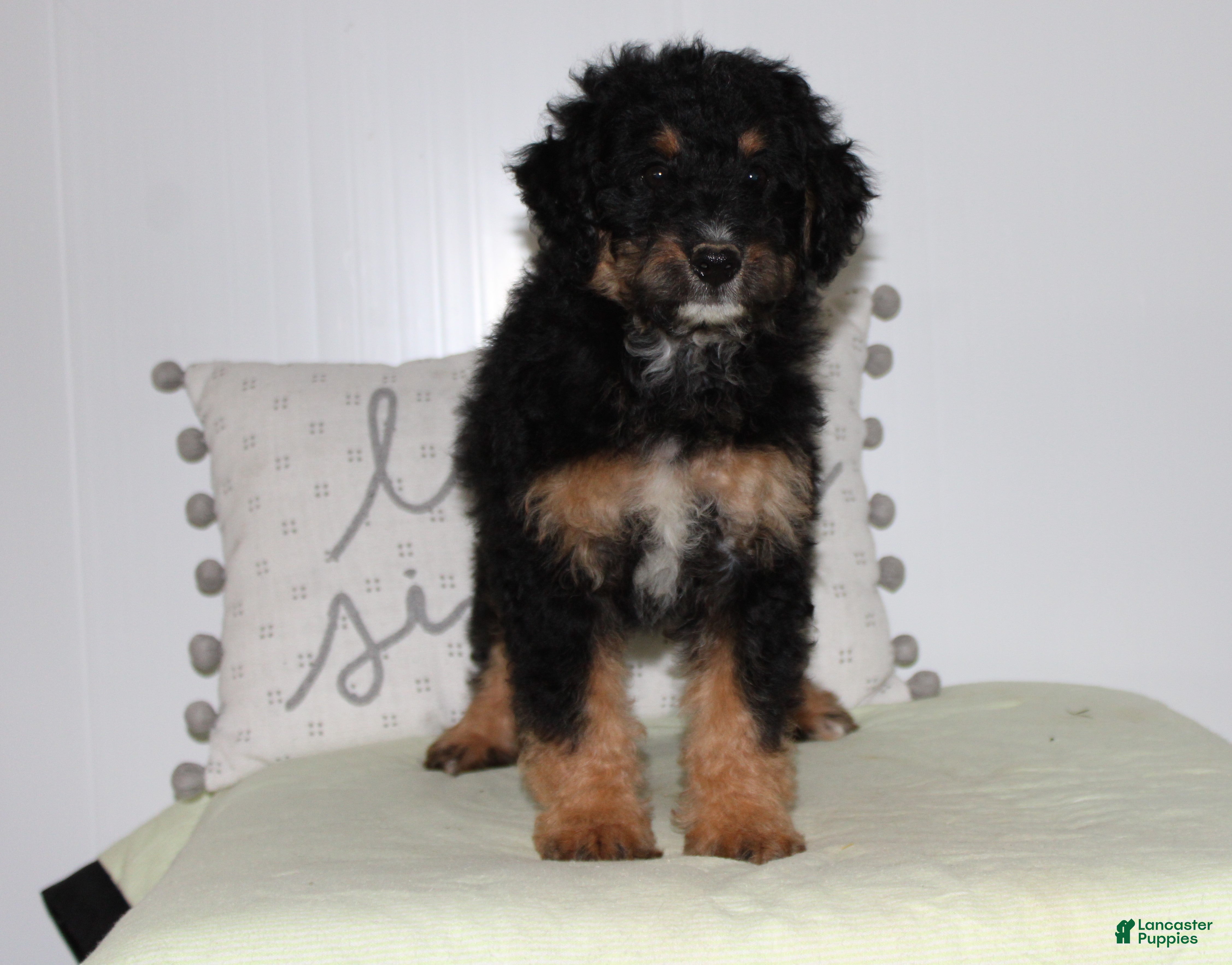 Mini Bernedoodle dogs Mini Bernedoodle 2 - Ad 2