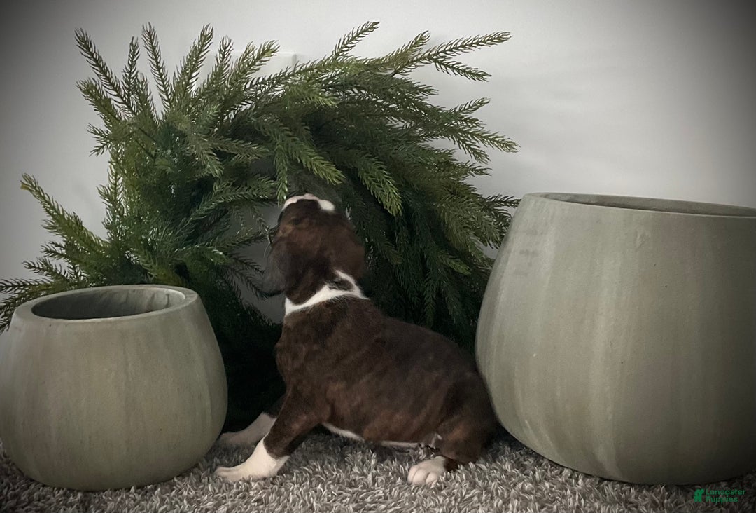 Boxer dogs for sale: Brynn - Ad 3