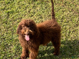 Labradoodle dogs - Ad 1