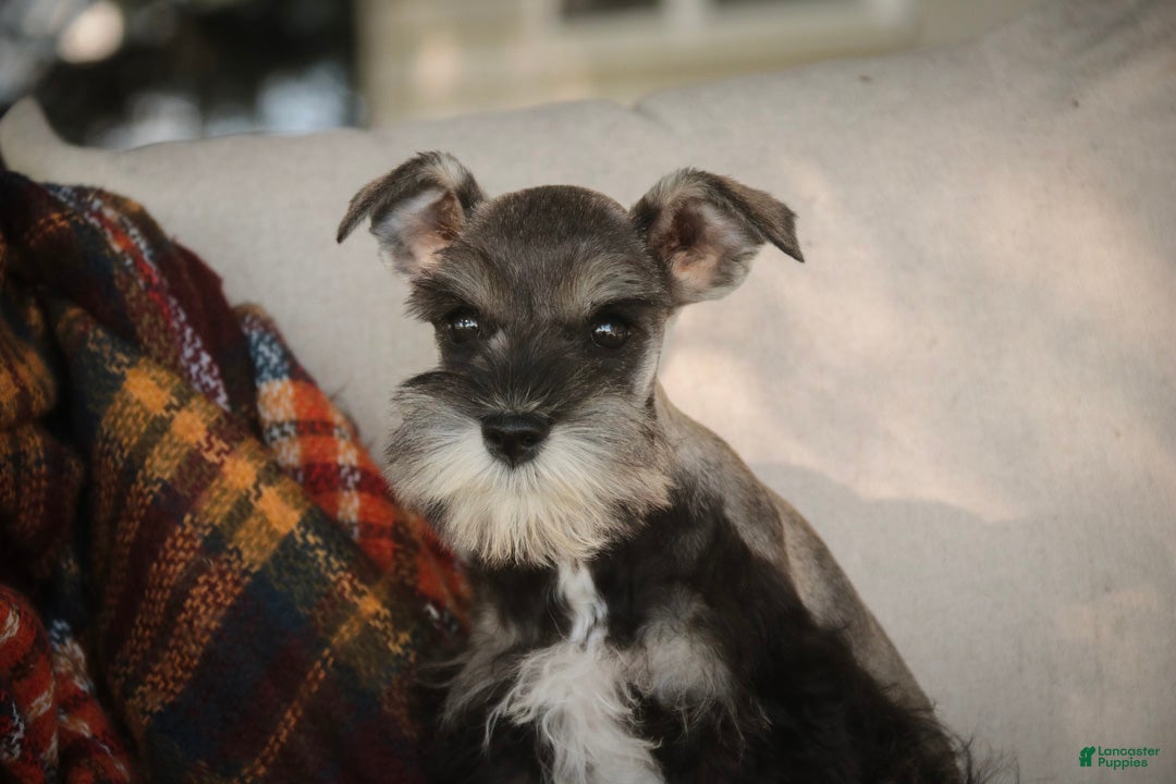 Miniature Schnauzer dogs for sale: Georgia Miniature Schnauzer - Ad 2