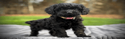 Cockapoo dogs for sale: Autumn  - Ad 5