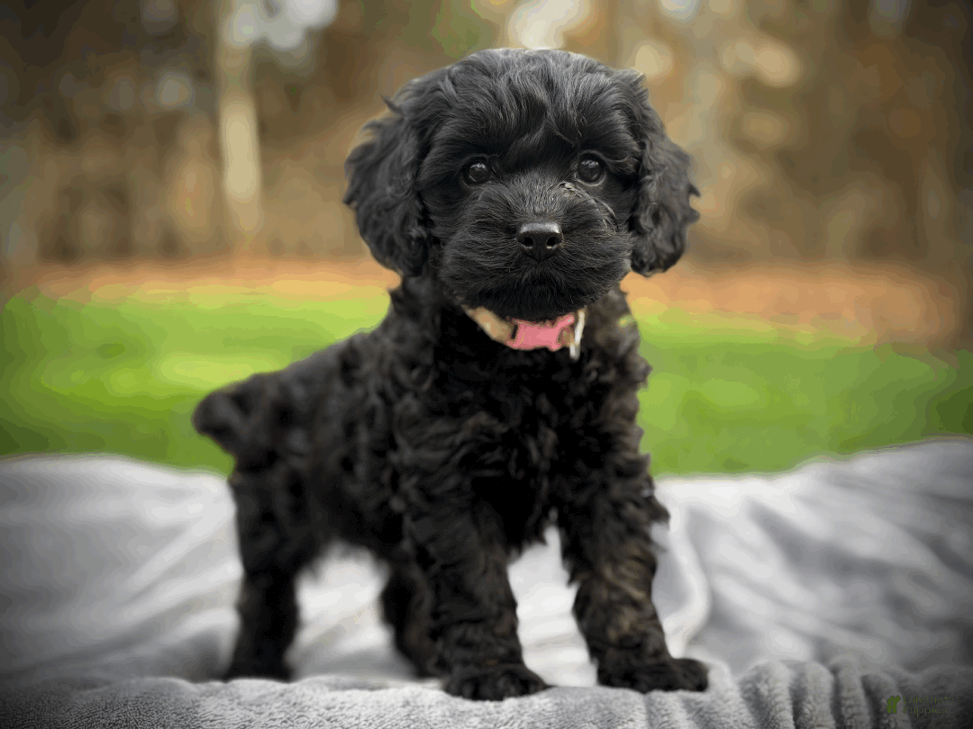 Cockapoo dogs for sale: Autumn  - Ad 5