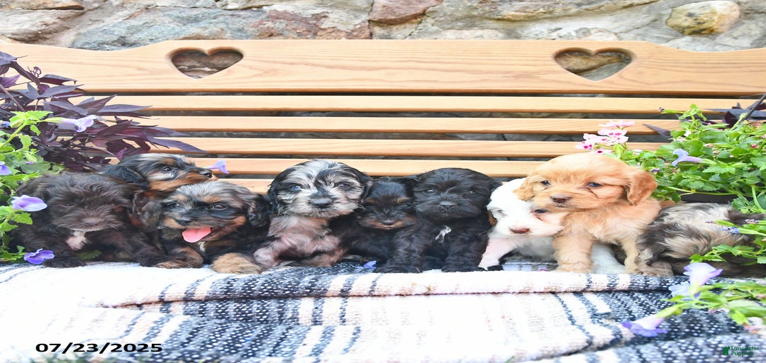 Gallery Image {{count}}