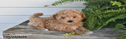 Maltipoo dogs for sale: Bowie - Ad 5