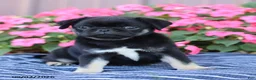 Pug dogs for sale: Buster - Ad 4