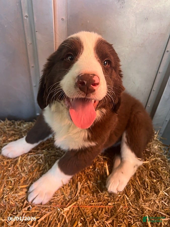 Mixed Breed dogs Ruger - Ad 1
