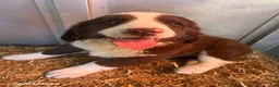 Mixed Breed dogs for sale: Ruger - Ad 1