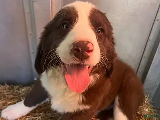 Mixed Breed dogs for sale: Ruger - Ad 4