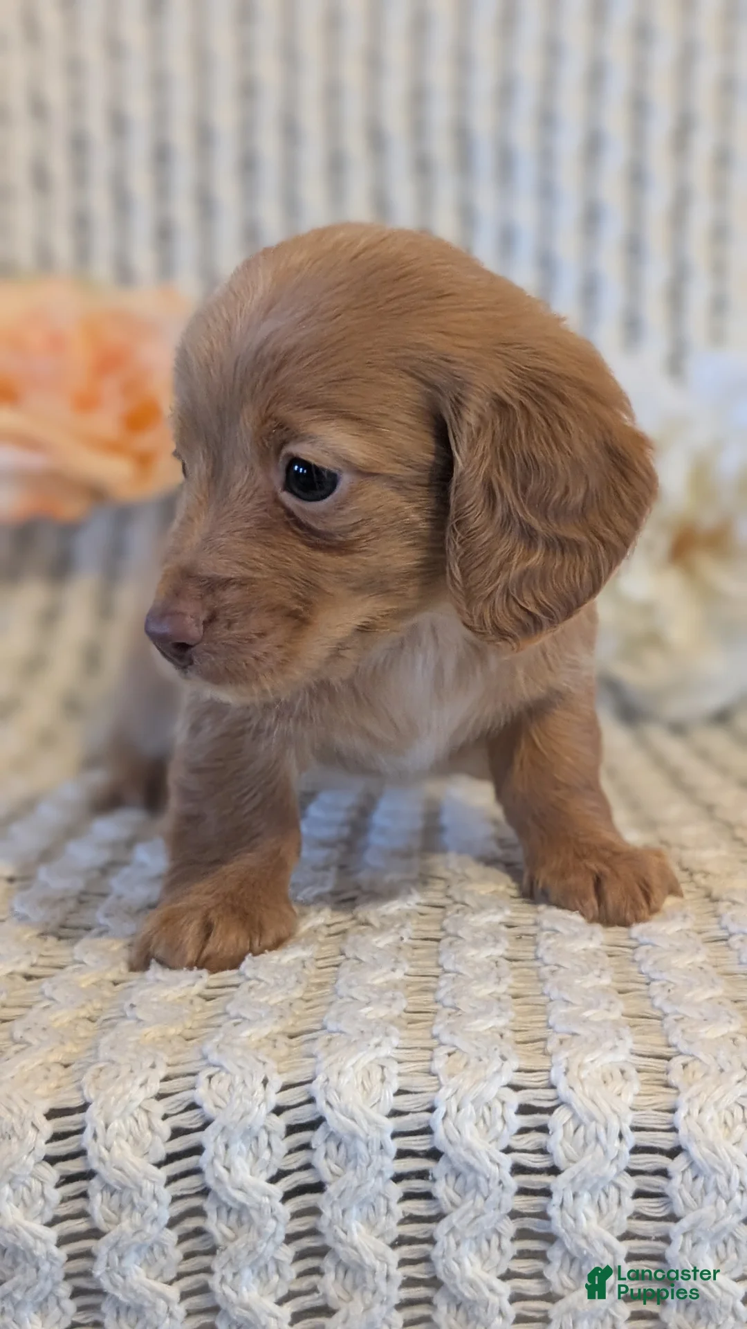 Miniature Dachshund dogs for sale: Lady - Ad 6