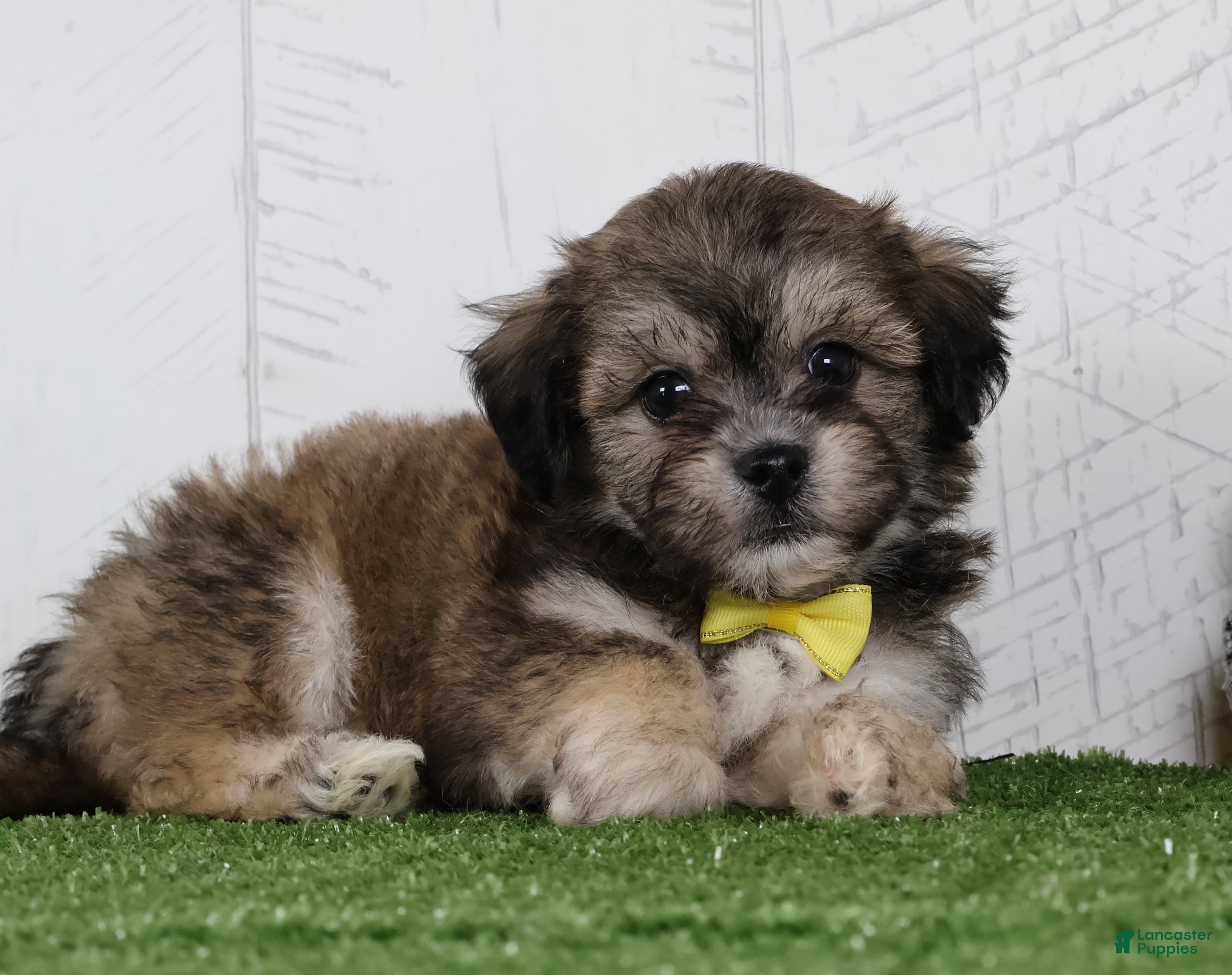 Teddy Bear dogs Cade - Ad 2