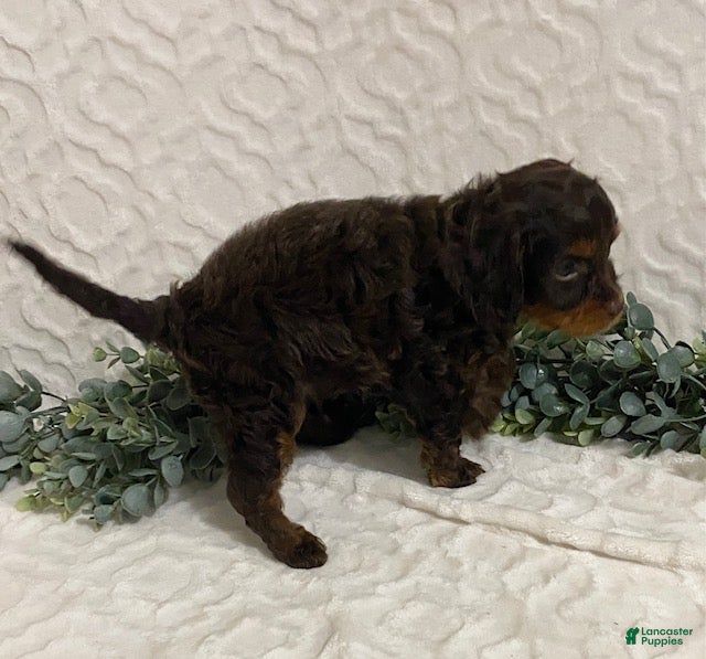 Cavapoo dogs for sale: Lucky - Ad 2