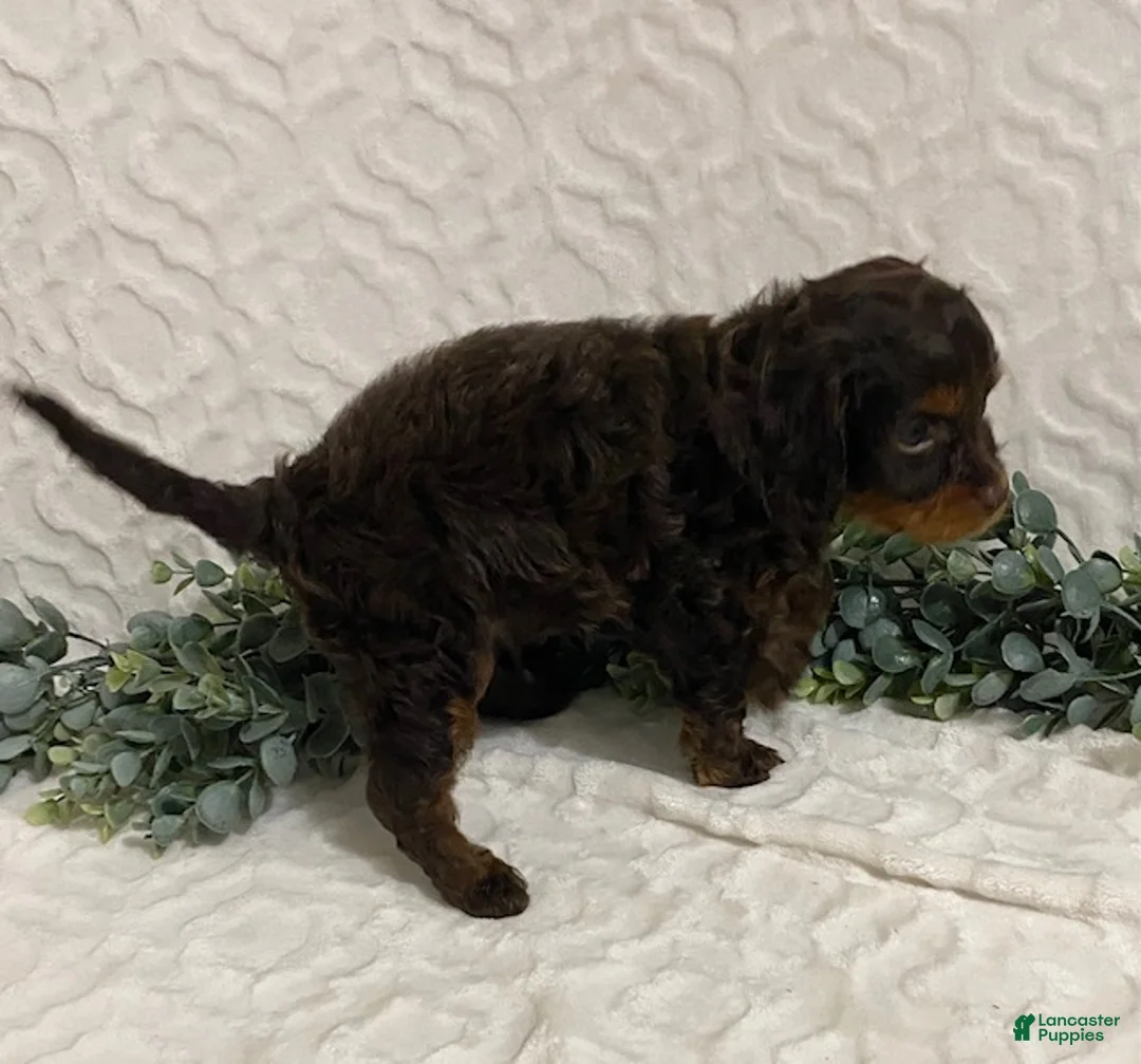 Cavapoo dogs for sale: Lucky - Ad 2