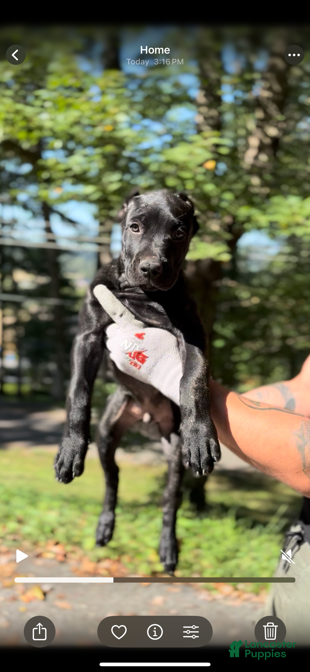 Presa Canario litter of puppies for sale in Parkesburg