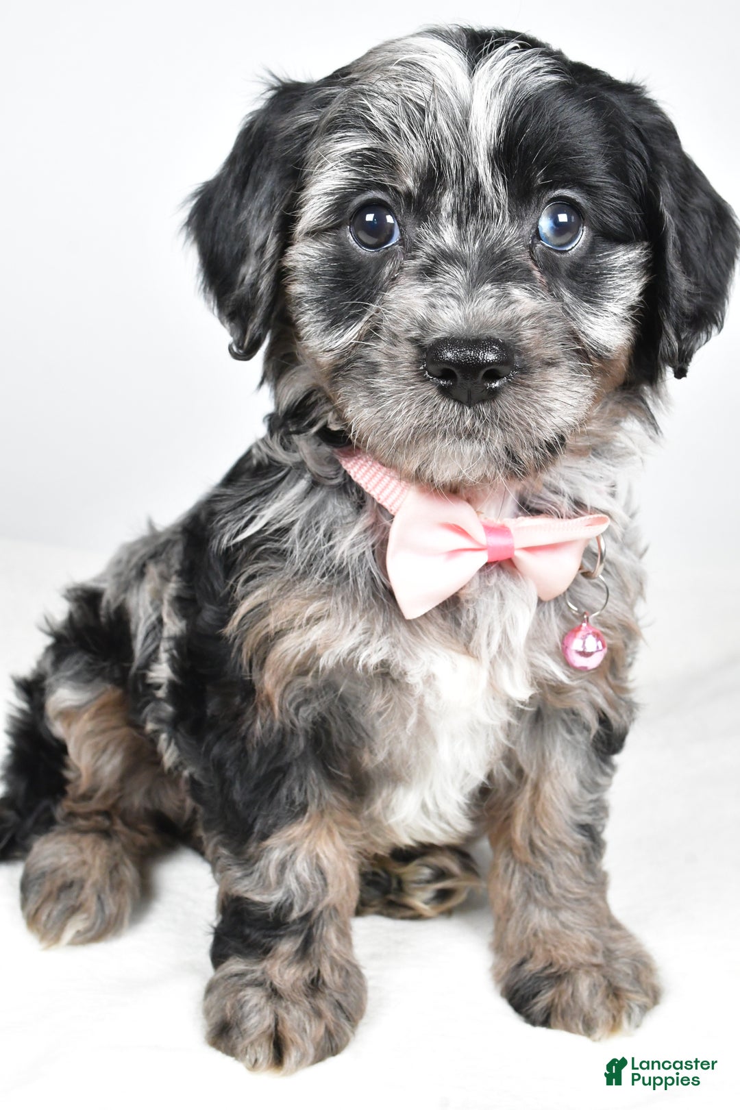 Cavapoo dogs for sale: Shirley  - Ad 7