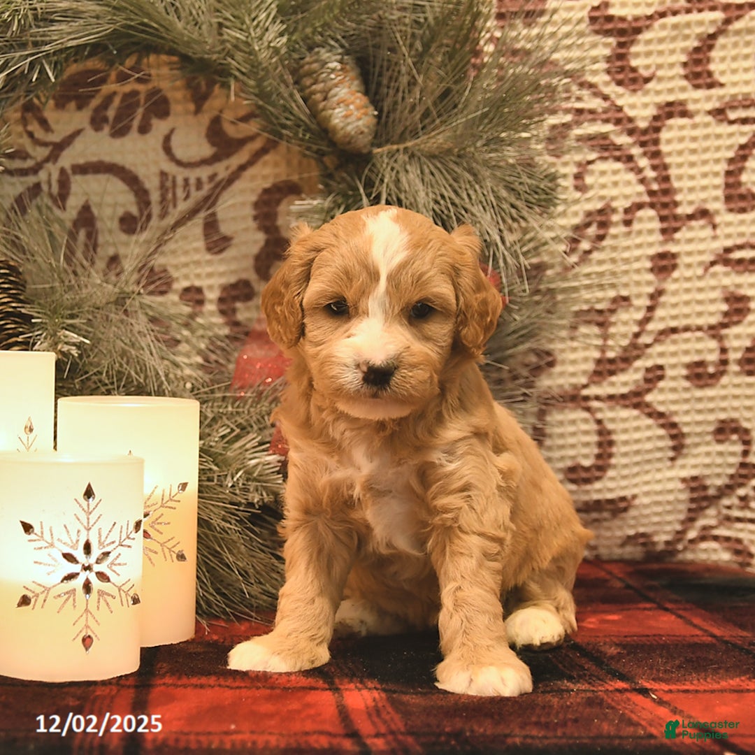 Cavachon dogs for sale: Ivy  - Ad 4