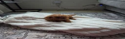 Mini Goldendoodle dogs for sale: Chase - Ad 4