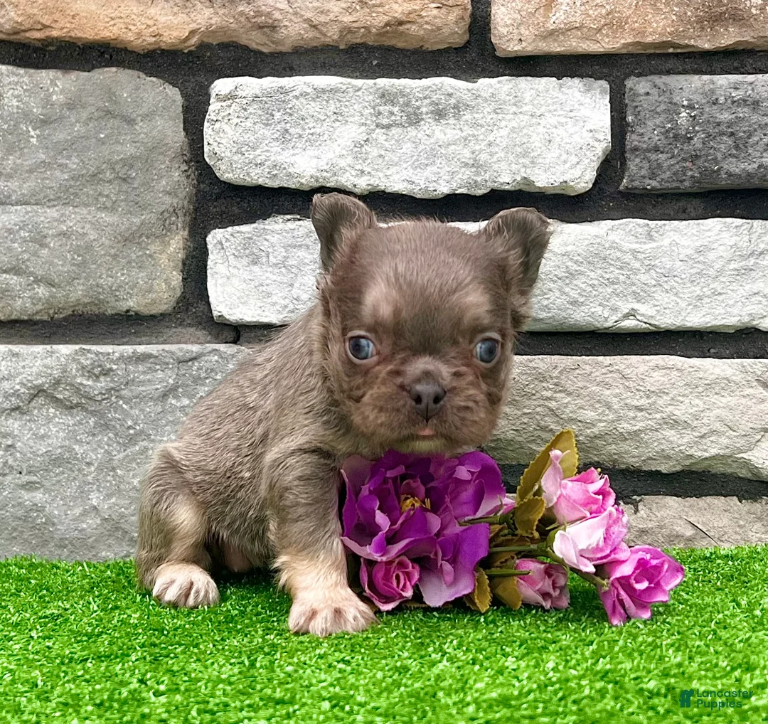 French Bulldog dogs for sale: Bliss - Ad 2