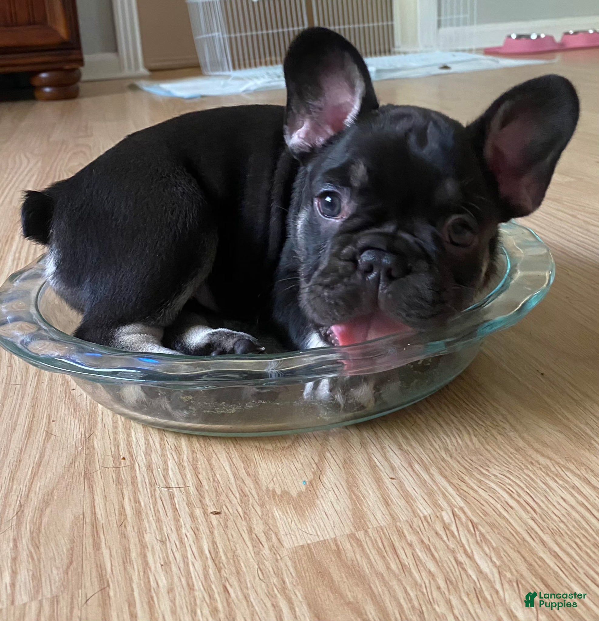 French Bulldog dogs French Bulldog Puppy 6 - Ad 40