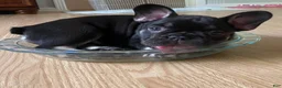 French Bulldog dogs for sale: French Bulldog Puppy 6 - Ad 1