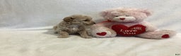 Maltipoo dogs for sale: Cody - Ad 6