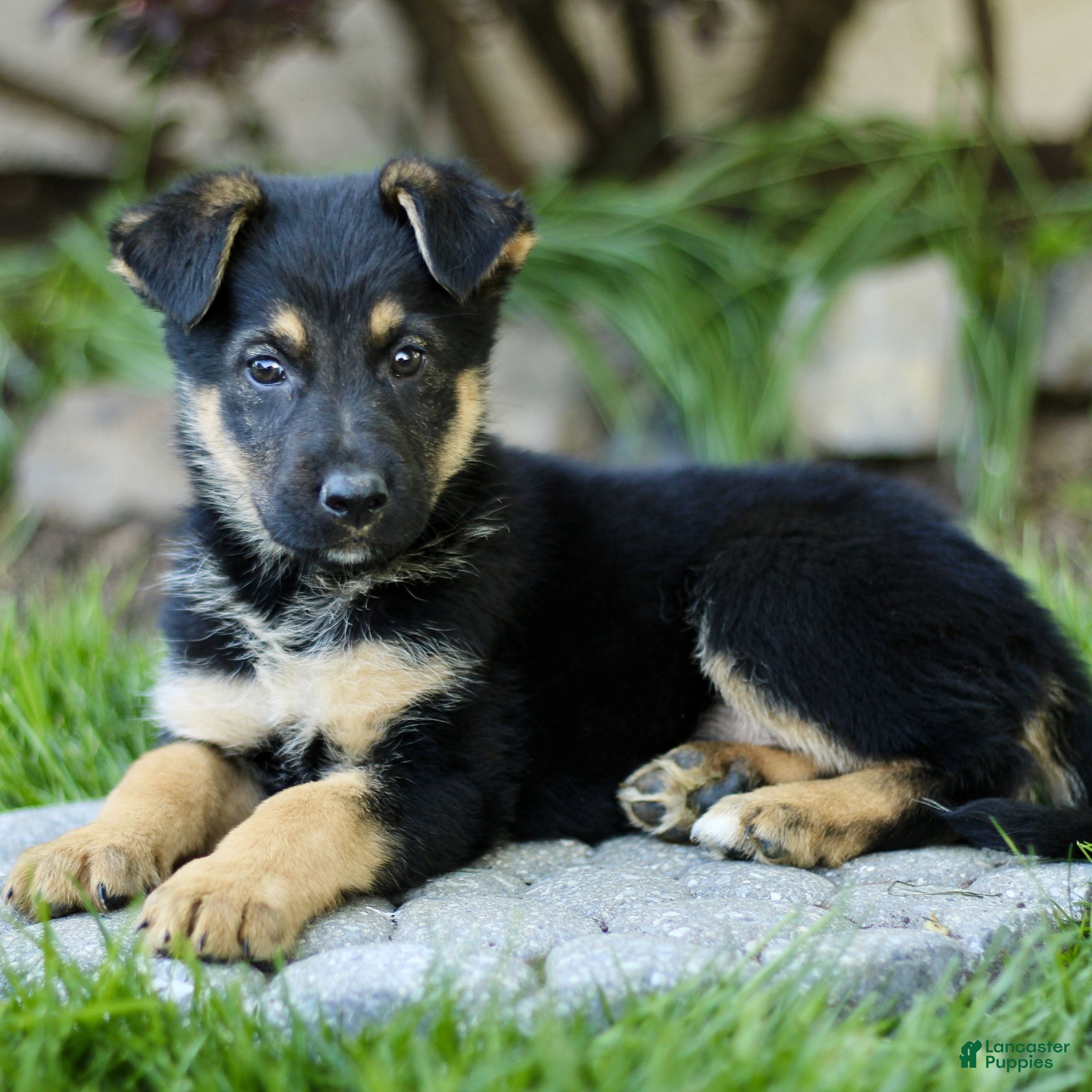 Mixed Breed dogs Orbit - Ad 1