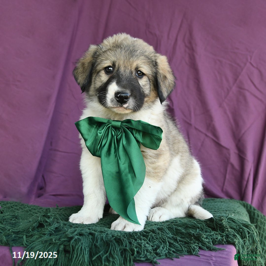 Mixed Breed dogs for sale: Boulder - Ad 2