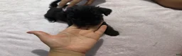 Mixed Breed dogs for sale: 2 Mixed Breed famale dark brown  - Ad 3