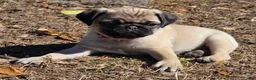 Pug dogs for sale: Sadie  - Ad 3