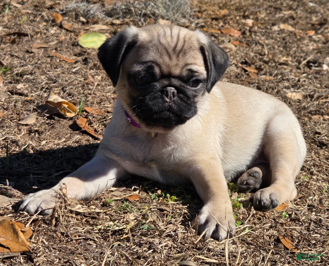 Pug dogs for sale: Sadie  - Ad 3