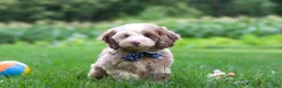 Cockapoo dogs for sale: Oakley - Ad 6