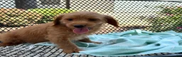 Mini Goldendoodle dogs for sale: Gus - Ad 2