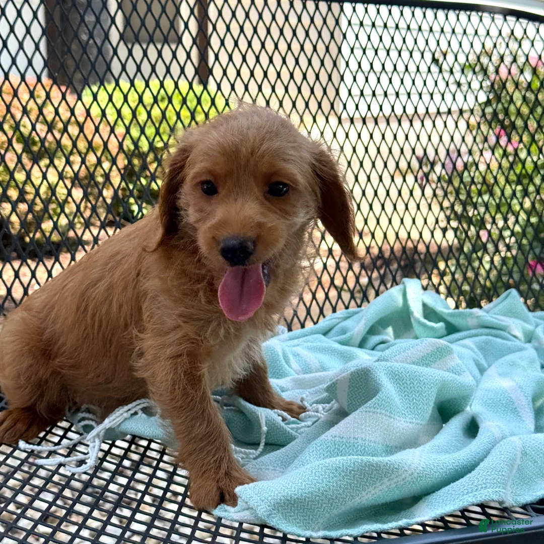Mini Goldendoodle dogs for sale: Gus - Ad 2