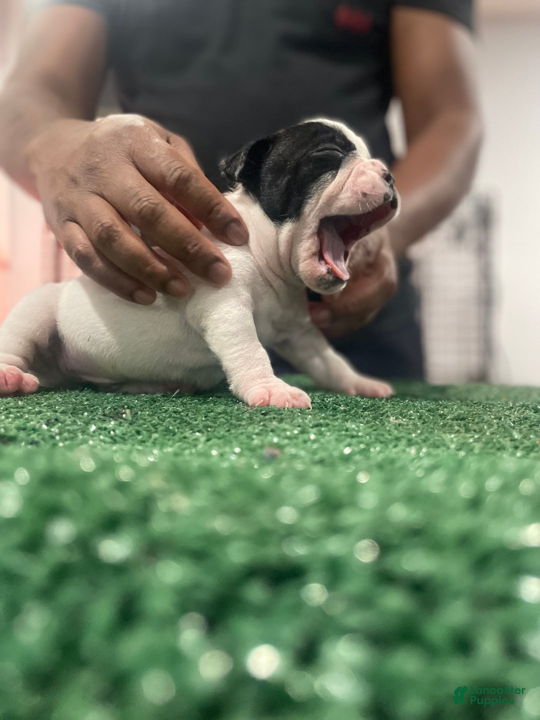 American Bully dogs for sale: American Bully Puppy 1 - Ad 10