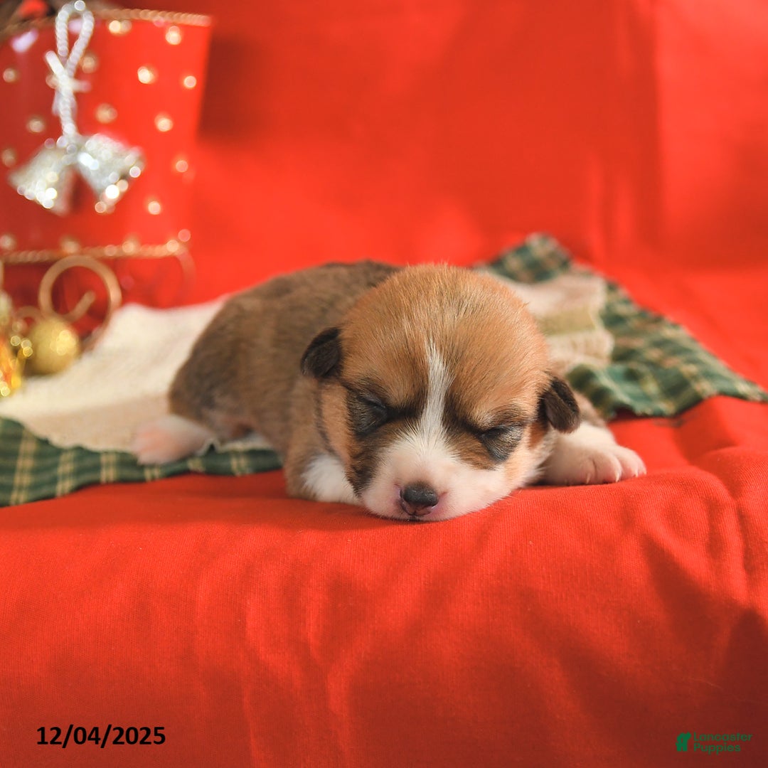 Welsh Corgi Pembroke dogs for sale: Penny - Ad 2