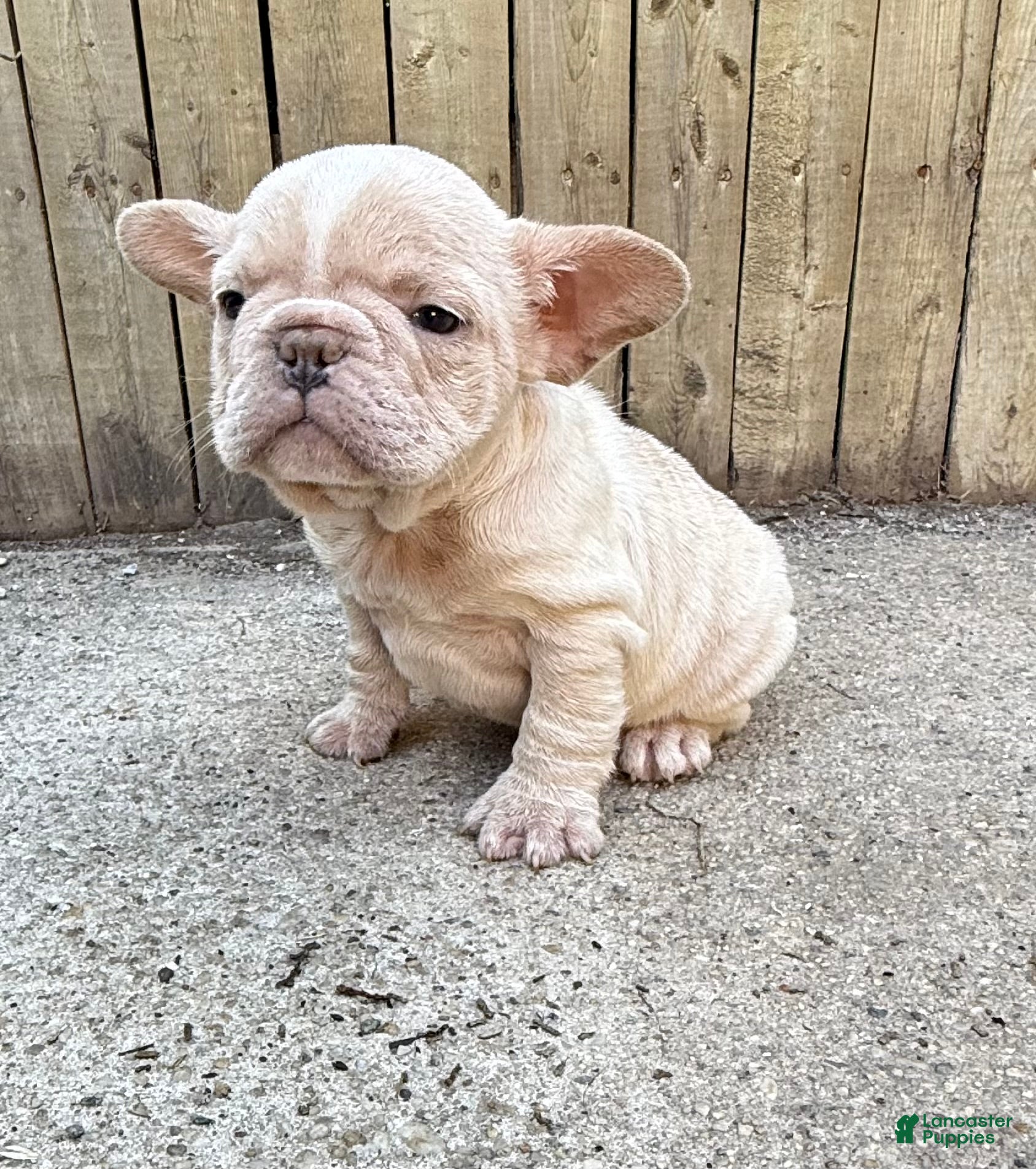 French Bulldog dogs Kobe - Ad 1