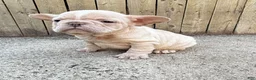 French Bulldog dogs for sale: Kobe - Ad 1